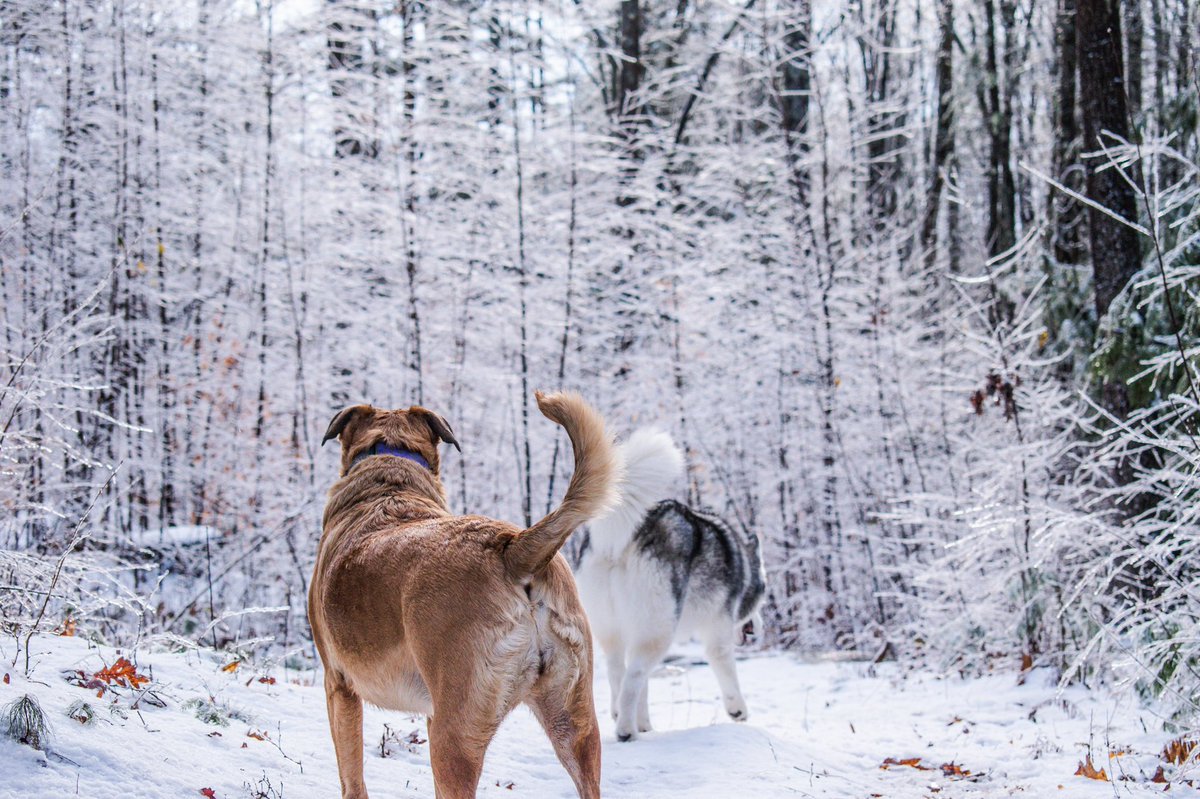 Aruff4Ruffo's tweet photo. @bsp_13 Fluffy butts from NH are happy to oblige 

IG fluff.n.nutter https://t.co/zArmQtGQIU