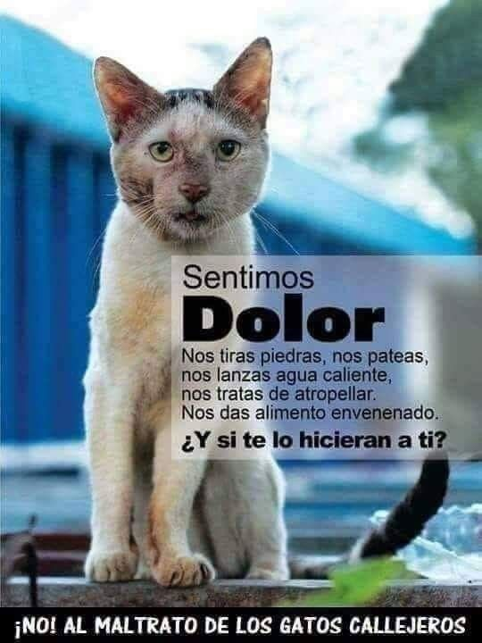 siviaromera1's tweet photo. https://t.co/U7SH8auoSm