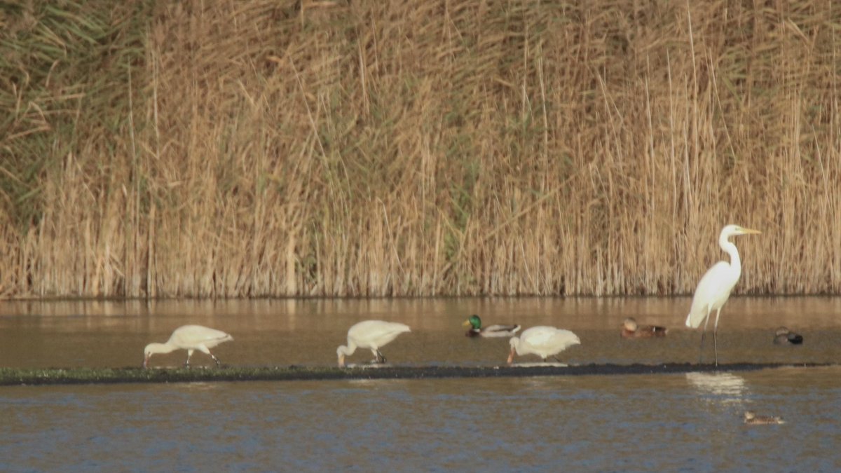 Good news for all birders wanting to get a head start on their year ticks on 1st January, as we’ve recorded more than 70 species on the Reserve over the last couple of days including Spoonbill, Pink-footed geese, Bearded tit, Snipe and 1000 Lapwing.
Kingfishersbridge.org.uk