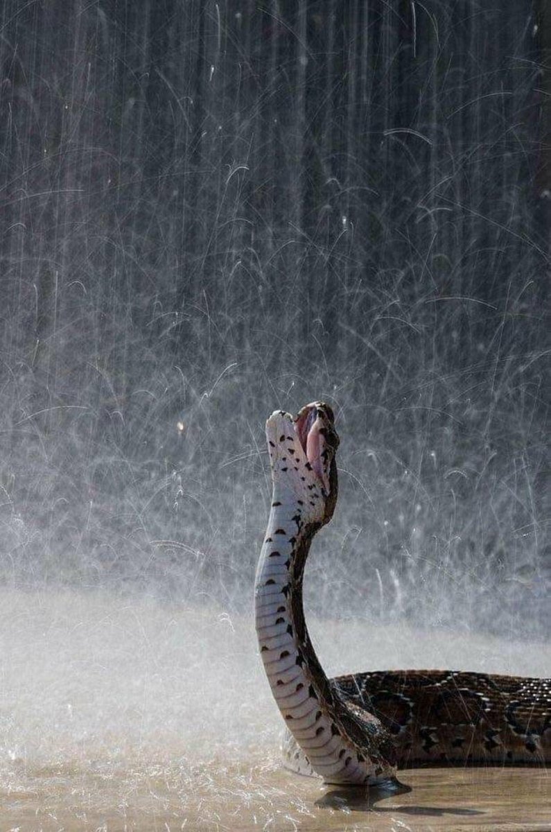 javieroliver_ct's tweet photo. Una serpiente disfrutando de la lluvia. No, ellos no son animales negativos o malignos, solo cumplen su rol en la naturaleza. 🐍💚 https://t.co/eDsSlfrPGI