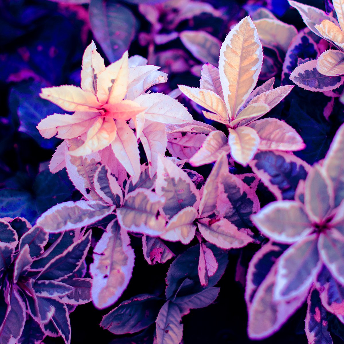 My first NFT art✨
"Pink Light"

Thankfully, this art of mine sold out in two days and is now available on the secondary market.

5/77
0.5 xtz

hicetnunc.art/objkt/600542

#hicetnunc
#nftphotographer