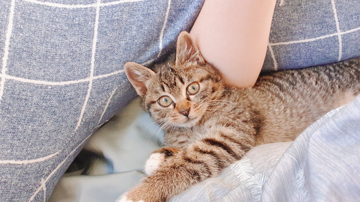 Nyanrin_Nokcha's tweet photo. 언니가 누워만 있으면 기어들어오는 아기녹차에요 https://t.co/IQcalPA2V6