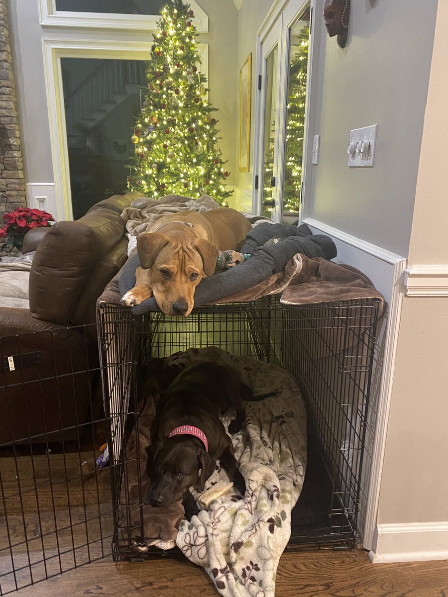 venmo4feet's tweet image. Bunk beds