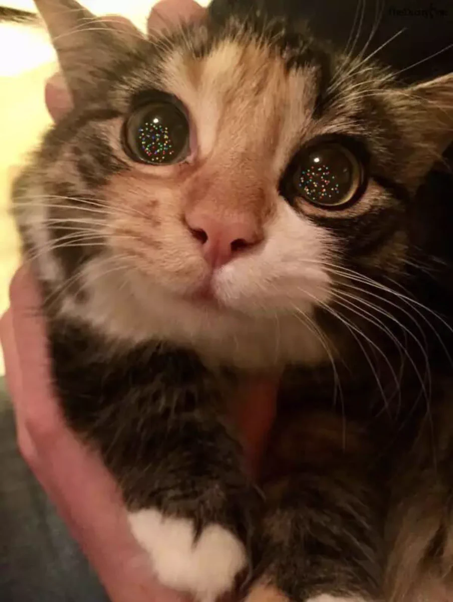 猫の目に映るクリスマスツリーが美しい！キラキラ