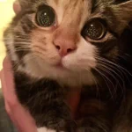 猫の目に映るクリスマスツリーが美しい!キラキラ