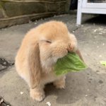 葉っぱをムシャムシャ食べているうさぎの表情が何とも幸せそうで可愛すぎる