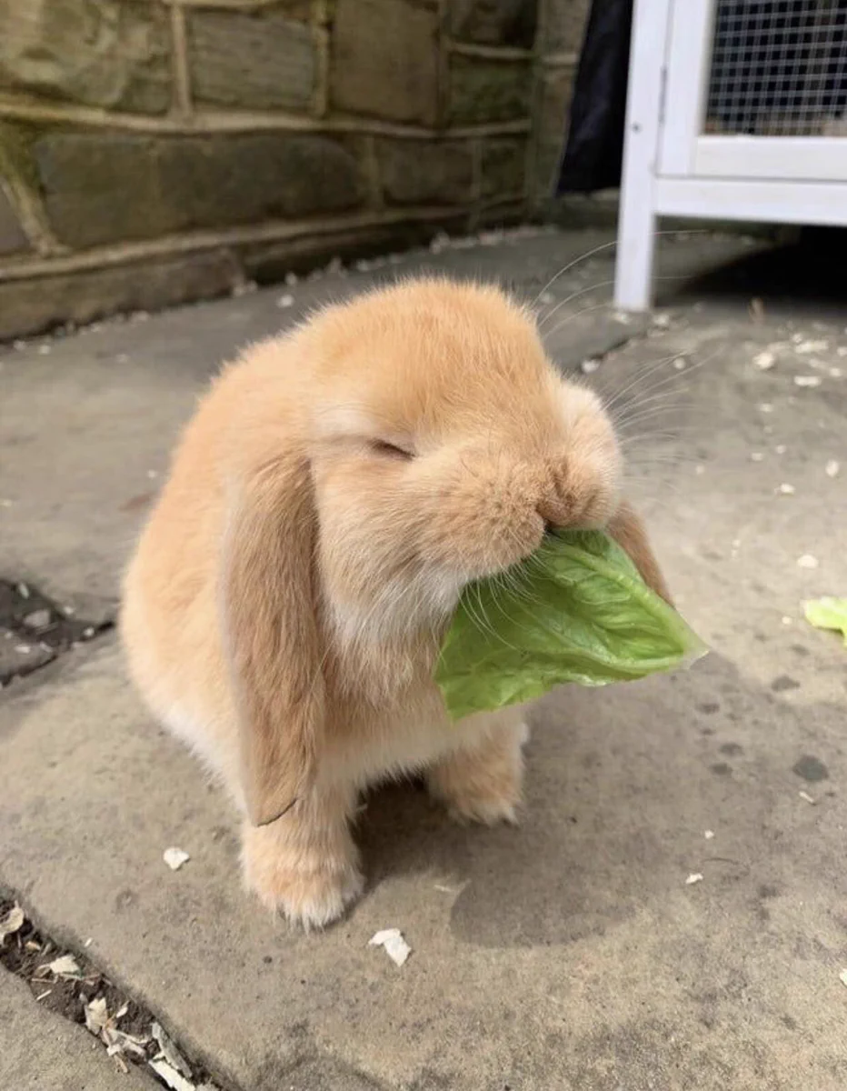 葉っぱをムシャムシャ食べているうさぎの表情が何とも幸せそうで可愛すぎる