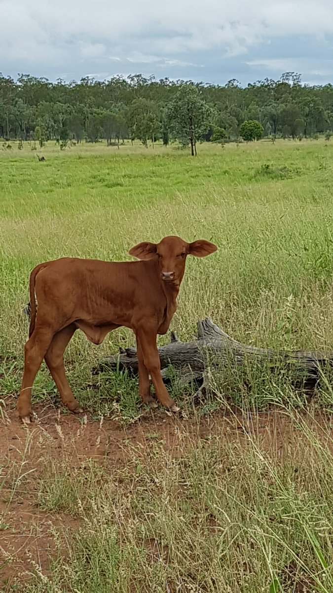 jetriva's tweet photo. @JLazySAngus It has been a great end to the year! With plenty of rain and now lots of grass. https://t.co/pGMG8e54Xb