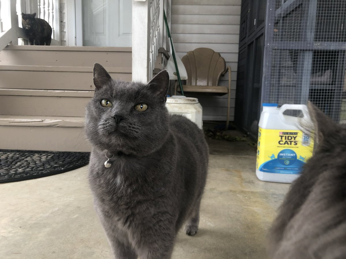 datcoutureblond's tweet photo. Future Hubby sent me photos of the cats with little messages to help me feel better while I recover from the ear infection from hell. Cat Daddy of the year! #CatDad #BeingSickSucksButCatsMakeItBetter https://t.co/7JQTbKnM5O