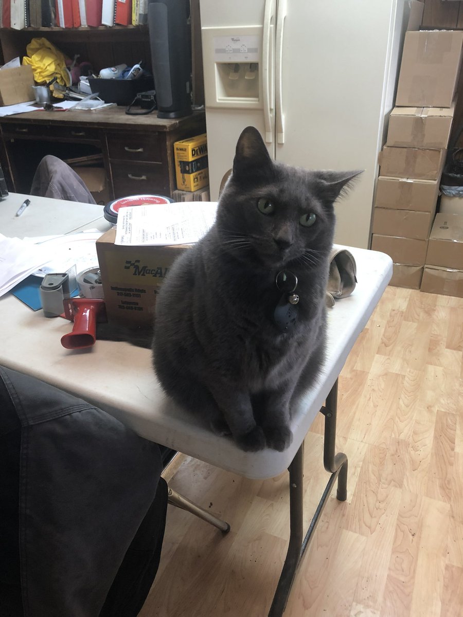 datcoutureblond's tweet photo. Future Hubby sent me photos of the cats with little messages to help me feel better while I recover from the ear infection from hell. Cat Daddy of the year! #CatDad #BeingSickSucksButCatsMakeItBetter https://t.co/7JQTbKnM5O