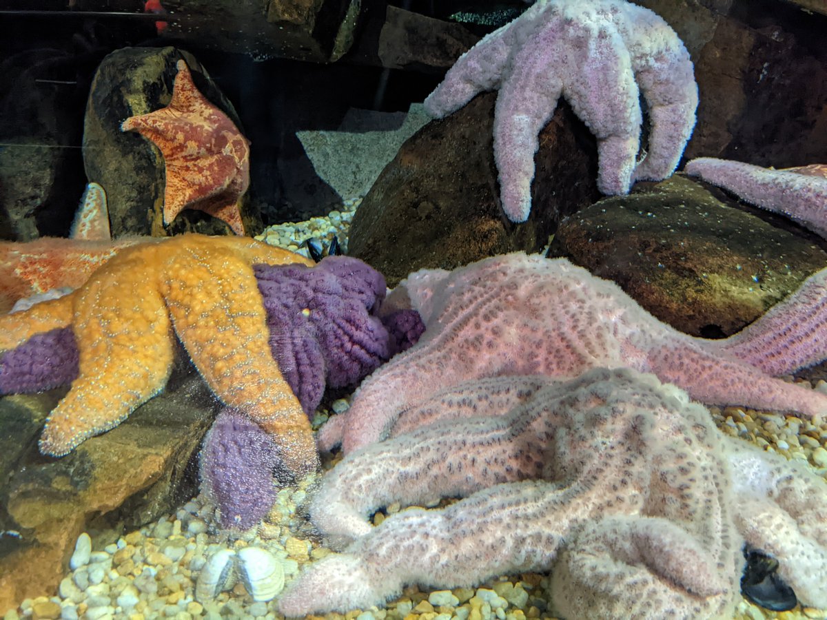 anotherfathead's tweet photo. @ellle_em Starfish just hanging https://t.co/m70l5qZYm0