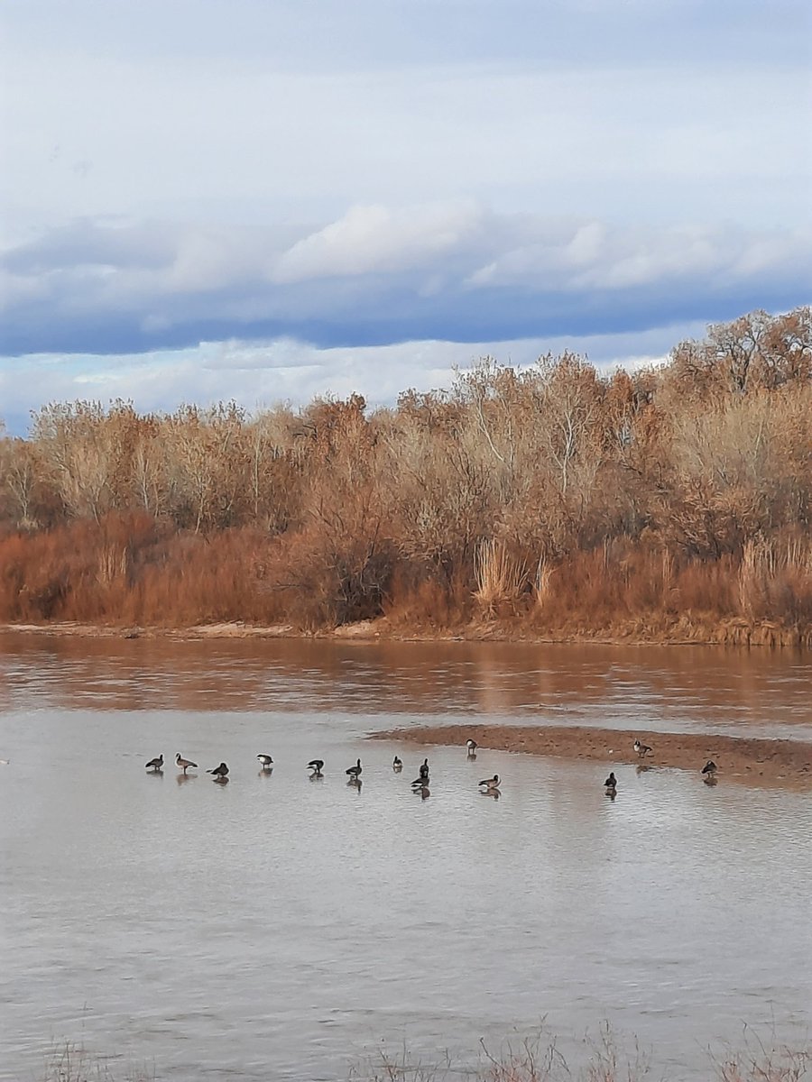 lovecaregivers3's tweet photo. I took my Mom's dog on a walk this afternoon. We watched these geese play in the water for about 15 minutes. It was really relaxing. #LoveCaregivers #CaregiverLife #CouchTo5K #Walk #DogWalk #Geese #SelfCare #CaringForTheCaregiver #BosqueWalk #NMNature #NMSky https://t.co/VF6C3CaNur