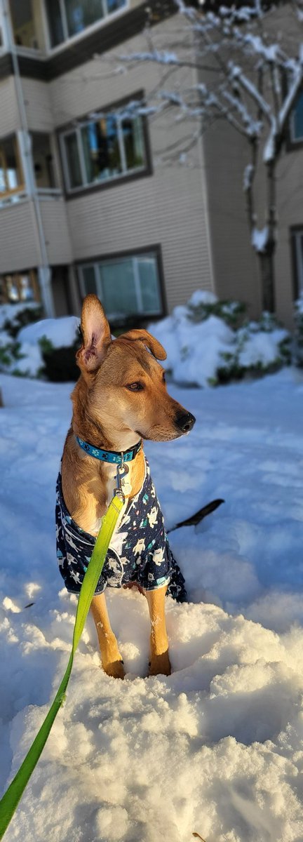 ShotsByJCog88's tweet photo. #Snowshots #newwest #ZFold3 #ShotsByJCog88 https://t.co/IZaS83ywcu