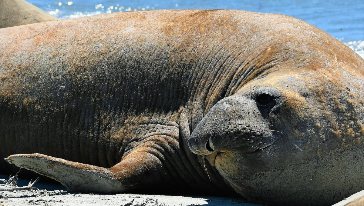 kelper60's tweet photo. #elephantseal #falklandislands #kelppoint #oceanlife https://t.co/eaIbL7QmBd