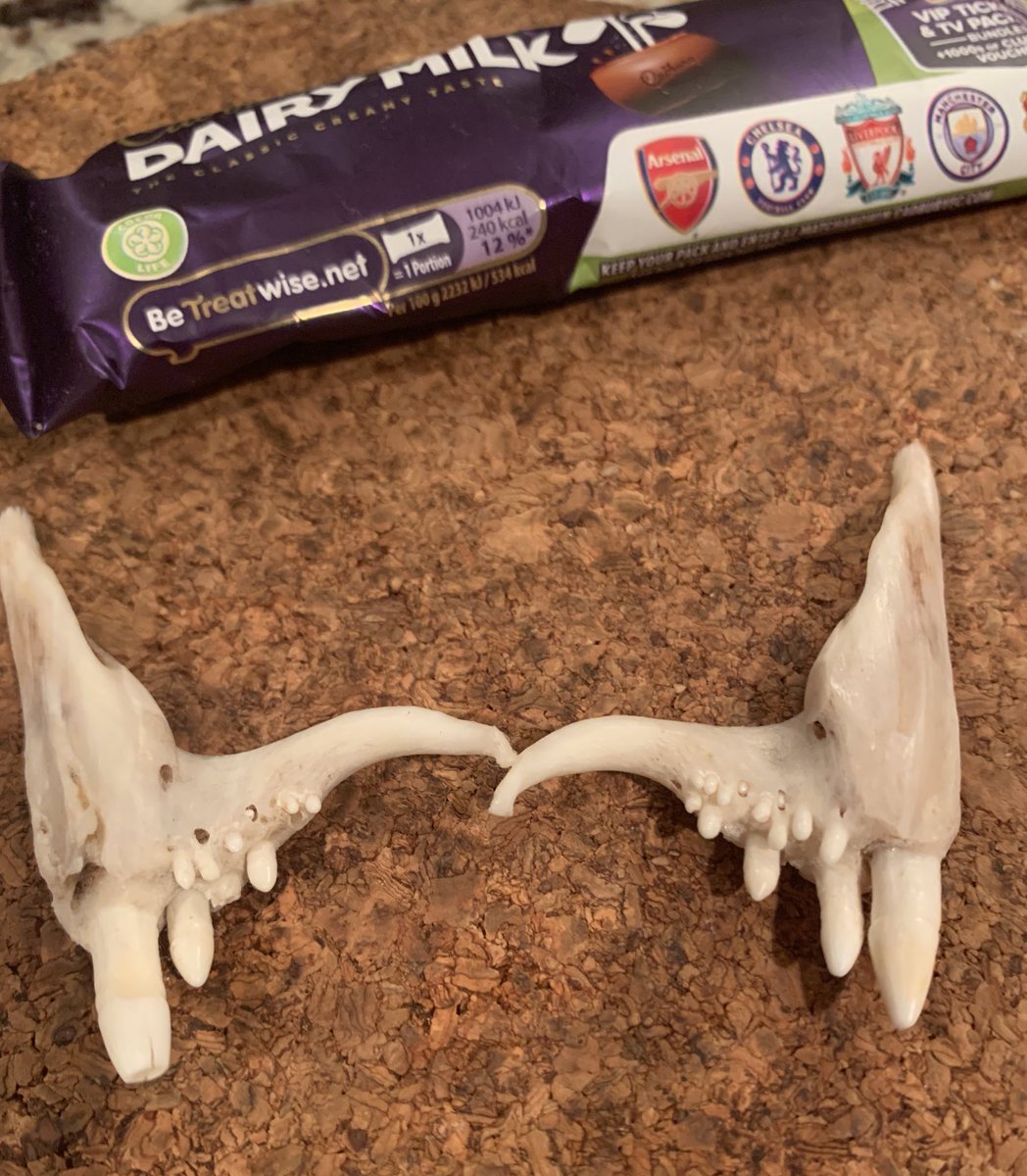 catsunbear's tweet photo. Any help with this #boneidentification? Upper jawbone of some fish🐟, but I’m not sure? Home for the holidays and my parents showed me - they’d found them in Port Deposit MD, along train tracks 🛤 Chocolate bar for scale 🍫

Much appreciated! 

Merry #fishmas + snappy new year! https://t.co/xFOq7TQcmT