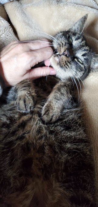 ぬーー、行きから帰りまで完全一人のコミケ参加って記憶だと初めてだなー・・・(写真は関係ない今朝のウチのネコ) 