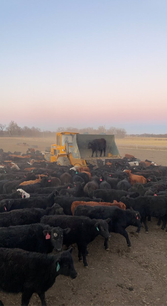 “Hear ye hear ye”