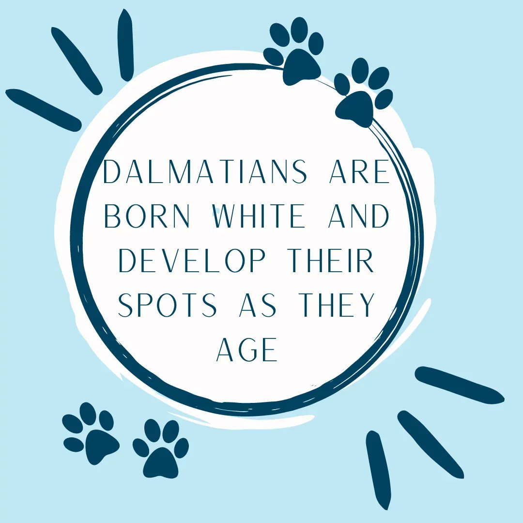 vetmeasure's tweet image. Did you know that Dalmatian puppies are born completely white? According to the American Kennel Club, they develop their spots as they age. #Dalmatians #FunFact #VetMeasure