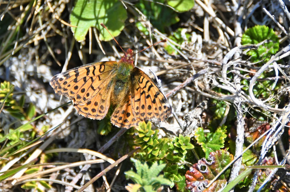 kelper60's tweet photo. The only native butterfly in the islands is the Queen of the Falklands Fritillary #issoriacytheris usually seen in Jan #kelppoint is a great place to find them.. https://t.co/hyF6geXUDq