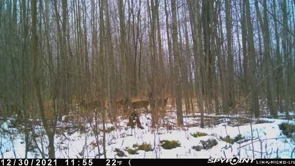 novacreature's tweet photo. Out for a noon stroll
From my SPYPOINT Link Device #deer #whyisspypoint @SpypointCamera https://t.co/Q91Ur0nxgB