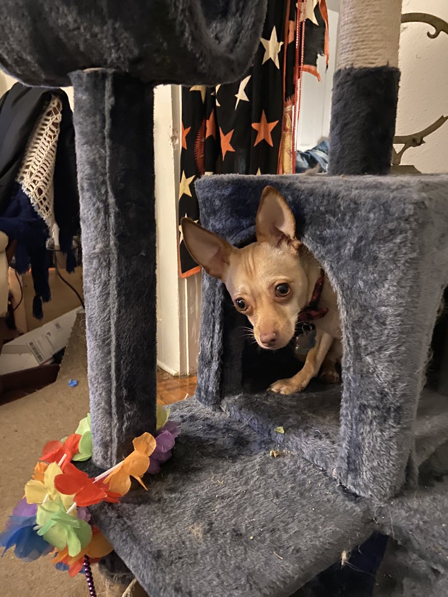 LauraSpangenbe2's tweet photo. Mr Bean is up a cat tree https://t.co/llI2leEQay