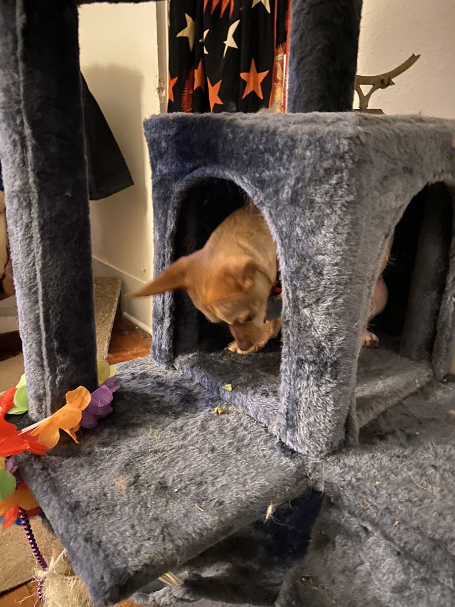 LauraSpangenbe2's tweet photo. Mr Bean is up a cat tree https://t.co/llI2leEQay