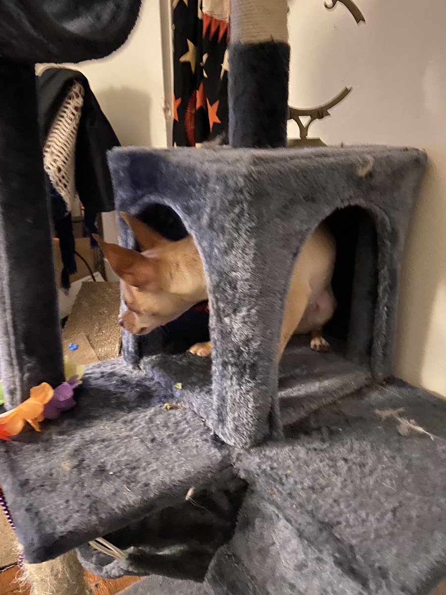 LauraSpangenbe2's tweet photo. Mr Bean is up a cat tree https://t.co/llI2leEQay