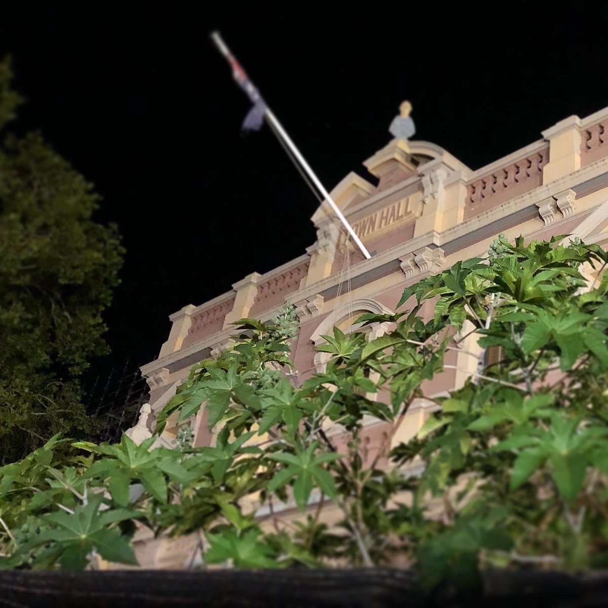mpathesii's tweet photo. It’s a wrap 2021, and the communis have overtaken Parramatta Council, toxic castor oil plants breaching barricades #Ricinus_communis no less. #meohmy #NYE2021 https://t.co/SfSq5EtsMq