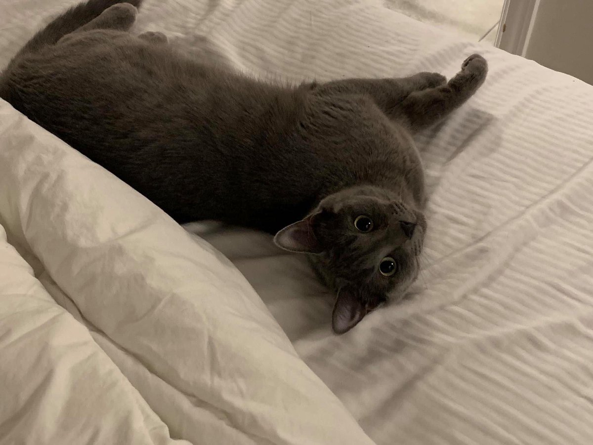 CreesOnCBC's tweet photo. OTTAWA residents please retweet:Our cat Willow ran out the door one day and never came home. She’s been missing for a number of weeks. We live in the Ottawa General Hospital/CHEO area. We already submitted pics &amp; a description to multiple humane societies. No luck in finding her. https://t.co/tXtrYuqbEH