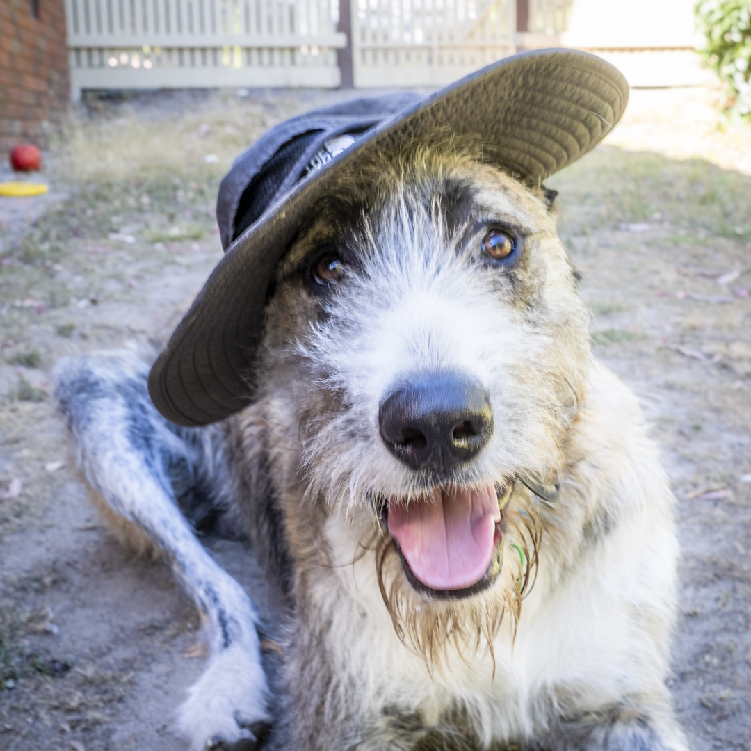 Don't forget your hat today, it's going to be very HOT in Melbourne! And while we're remembering things, don't forget that our sale ends today. It's 20% off everything until 2022 (in store only). #HatWeather #SeeYouSoon #CoolBooks #AshburtonVillage3147 #HappyNewYear #SupportLocal