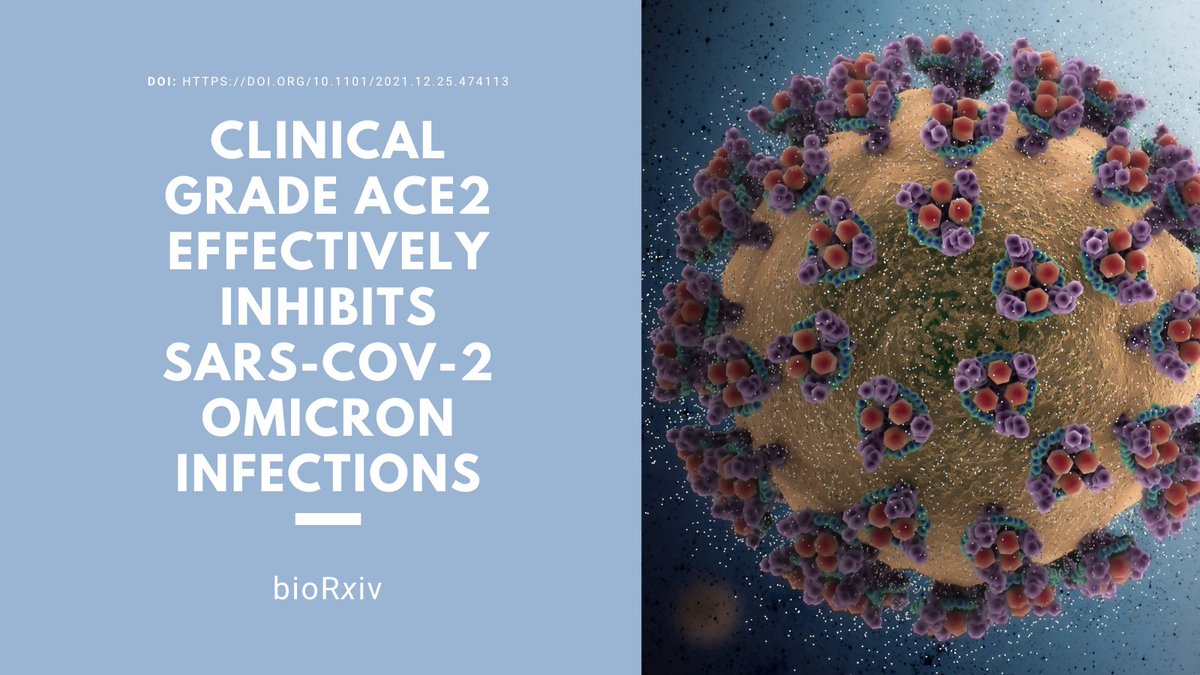 ubclifesciences's tweet photo. An international team led by #UBC's Dr. Josef Penninger &amp; @karolinskainst's Dr. Ali Mirazimi has shown proof of principle that drug candidate #APN01 is effective against infection with the #Omicron variant. 

https://t.co/YJnujlk66H

@apeironbio 
@IMBA_Vienna 
 @IBECBarcelona https://t.co/KTrhdzXaqW