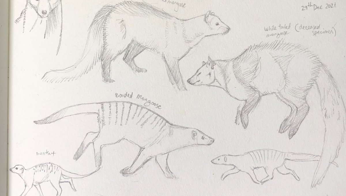 Feb 16th and NHI101x will be live again! Want to be more confident drawing plants and animals? Join us for six weeks of  practice in pencil.