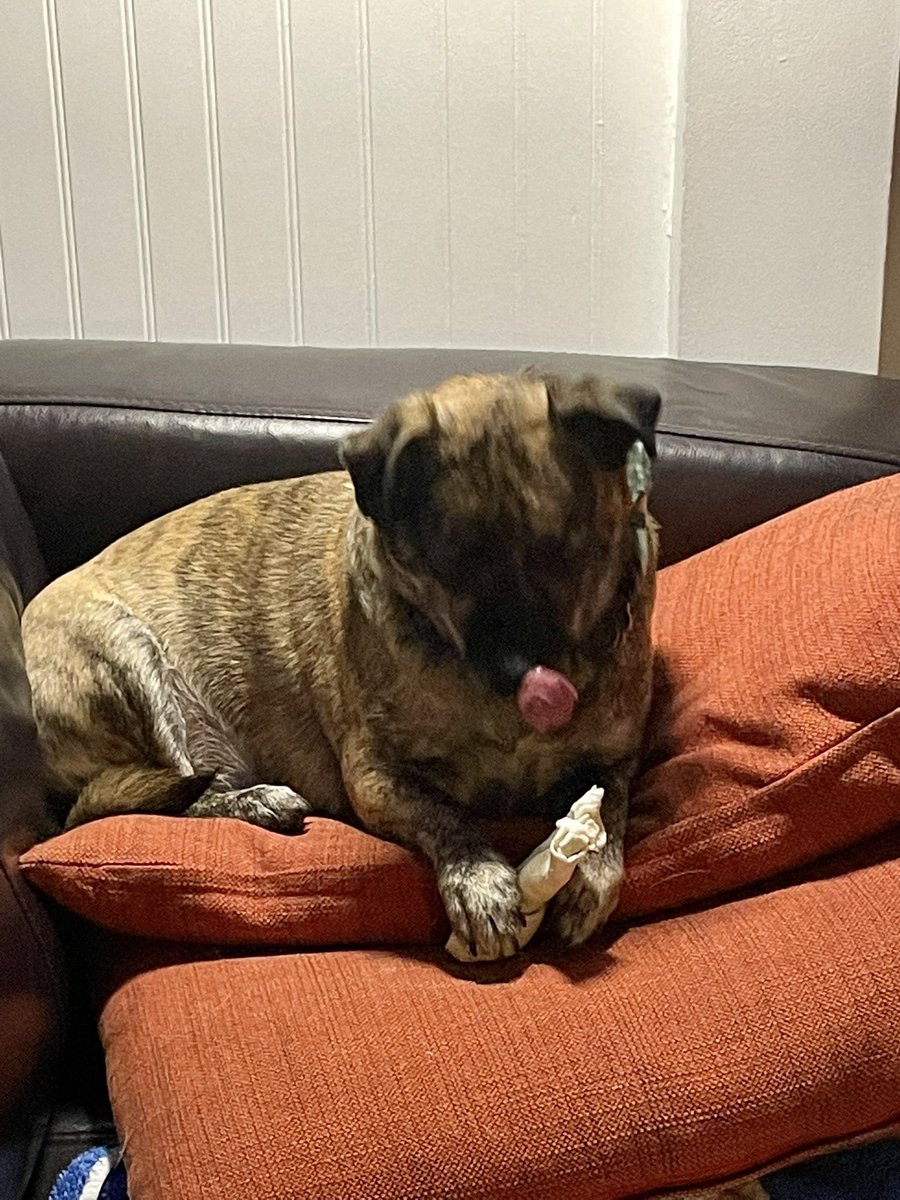 BeingFrankle's tweet photo. Mom said it looks like I’m giving her the finger with my tongue. #beingfrankle #dogsoftwitter #RescueDogs #rescueddogsoftwitter #AdoptDontShop https://t.co/9aNXsnXzTR