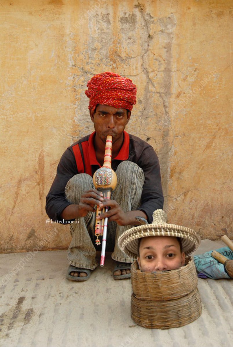 lattedinociii's tweet image. 