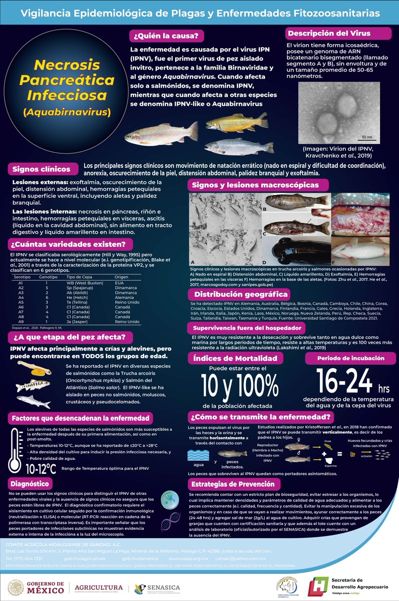 CahsacHgo's tweet photo. Necrosis Pancreática Infecciosa
La enfermedad es causada por el virus IPN (IPNV), fue el primer virus de pez aislado invitro, pertenece a la familia Birnaviridae y al género Aquabirnavirus. Cuando afecta solo a salmónidos, se denomina IPNV. https://t.co/3AUaQoZ1as