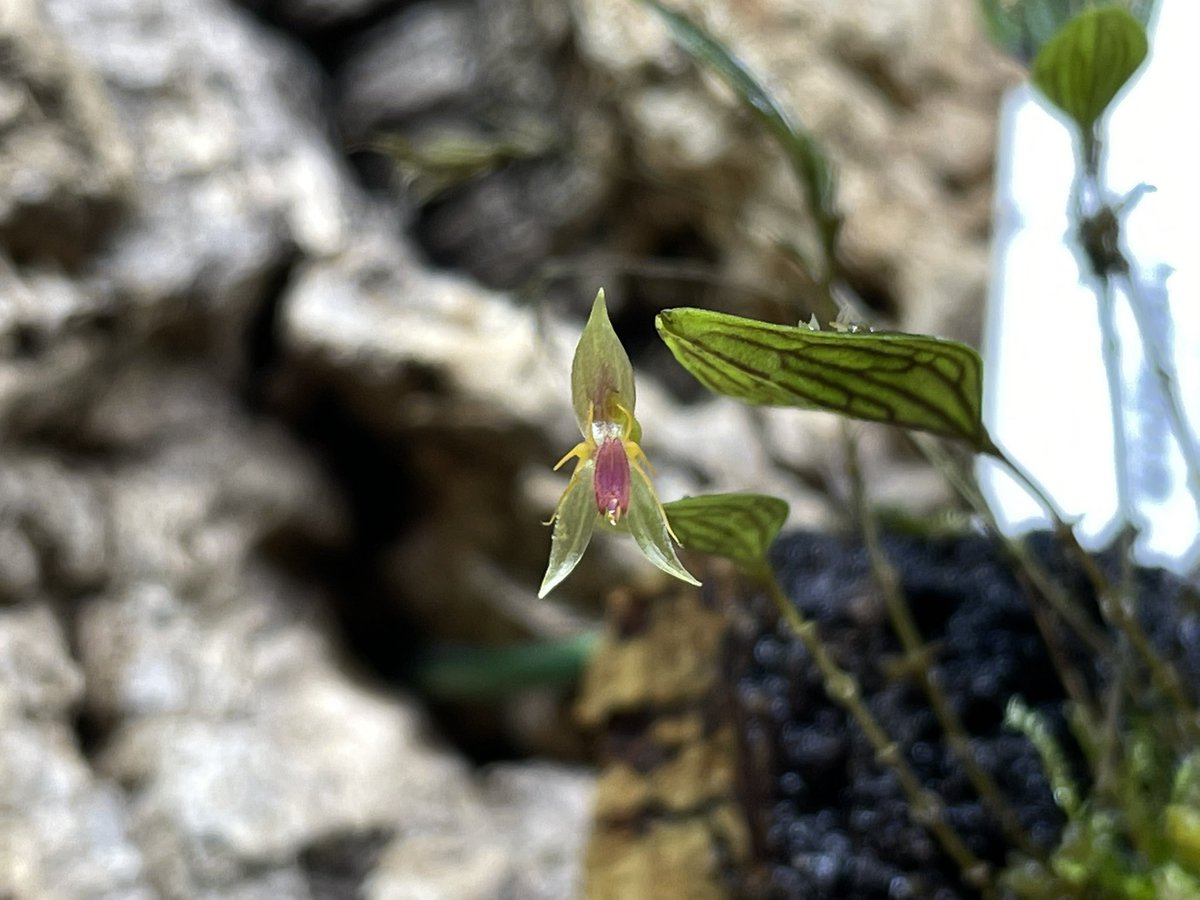WILDWIND37's tweet image. Lepanthes hexapus 👏