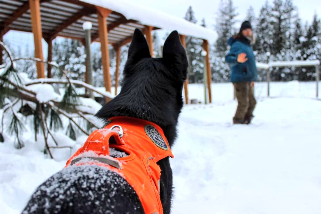 roguedetection's tweet photo. 2/ We adopted Whisper this summer & although she understands the game of "sniff, sit, play" it's now our job to instill in her the confidence, safe operating boundaries, & overall communication skills that come into play for our work w #endangeredwildlife.
#workingwithdogs #dog https://t.co/aKyi7PtaFa