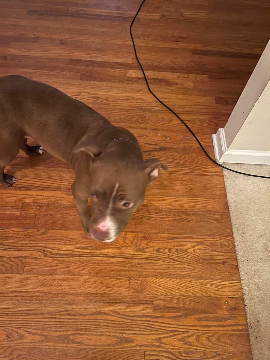 freedombridgeAR's tweet photo. LOST!!!! ALPHARETTA GA 
corner of McGinnis Ferry and Tidewater in Alpharetta.  Her name is Millie.  She has a collar and tag on but is not chipped.  She is very skittish and scared
Please message the page or call (904) 800-9278 if you see her! https://t.co/7IqB0o4UgE