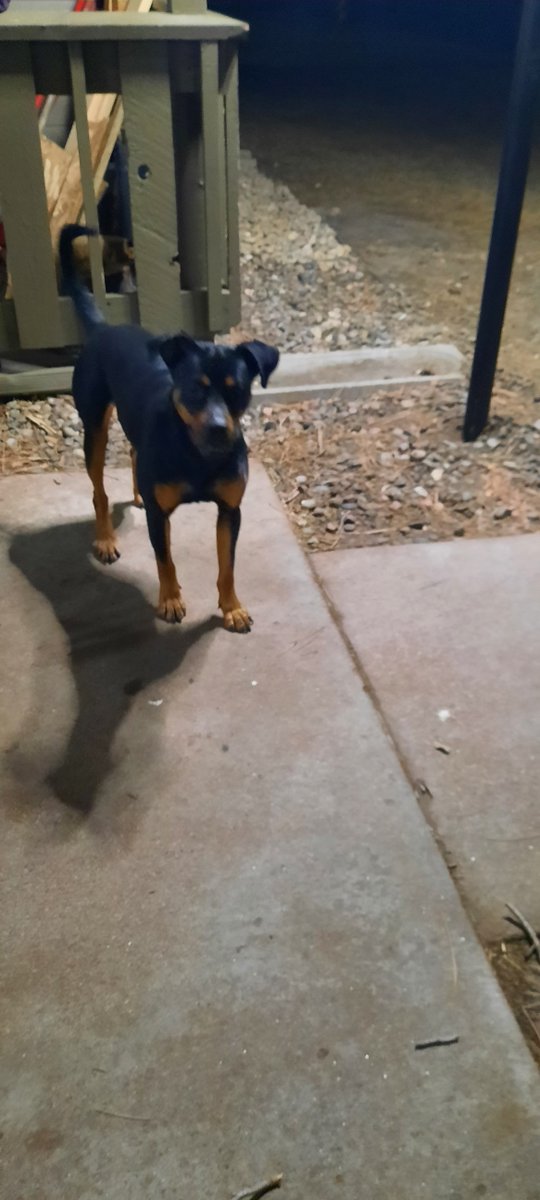 Calamidee's tweet photo. @CS_LostPetAlert 
PLEASE HELP!!!  I live at Ironwood at Palmer Park and my neighbor found a stray young rott mix - female, small build, super energetic, very young.  My dog is not happy, lol.  PLEASE Share this post!!  Owner must be worried! https://t.co/KjBsAD37zE