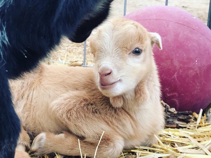 In case anyone needs it, here&rsquo;s a baby goat to brighten your day &hearts;️  #cute #GOATGang #baby #brandnewanimal<a href="/tag/cute"class="tags"><span>#cute</span></a><a href="/tag/baby"class="tags"><span>#baby</span></a><a href="/tag/foryou"class="tags"><span>#foryou</span></a><a href="/tag/goatgang"class="tags"><span>#goatgang</span></a><a href="/tag/foryourconsideration"class="tags"><span>#foryourconsideration</span></a>