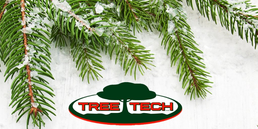 WestPerthON's tweet photo. Thanks to our friends at TreeTech, Christmas Tree pick up will take place on January 4th for the Mitchell Ward! Be sure to have your tree out on the curb on January 3rd, remove all lights and decorations and do not put it in a plastic bag. #Thankyou #TreeTech https://t.co/4zdoRjDvXR