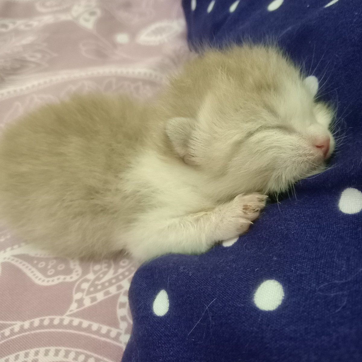 Hay___Mino's tweet photo. Hai...  Selamat pagi. 

Ini adalah hari terakhir tahun 2021. Semoga tahun depan akan menjadi tahun lebih baik untuk semua nya. 

Salam sayang dari baby Nino. https://t.co/cHhlcUENbV