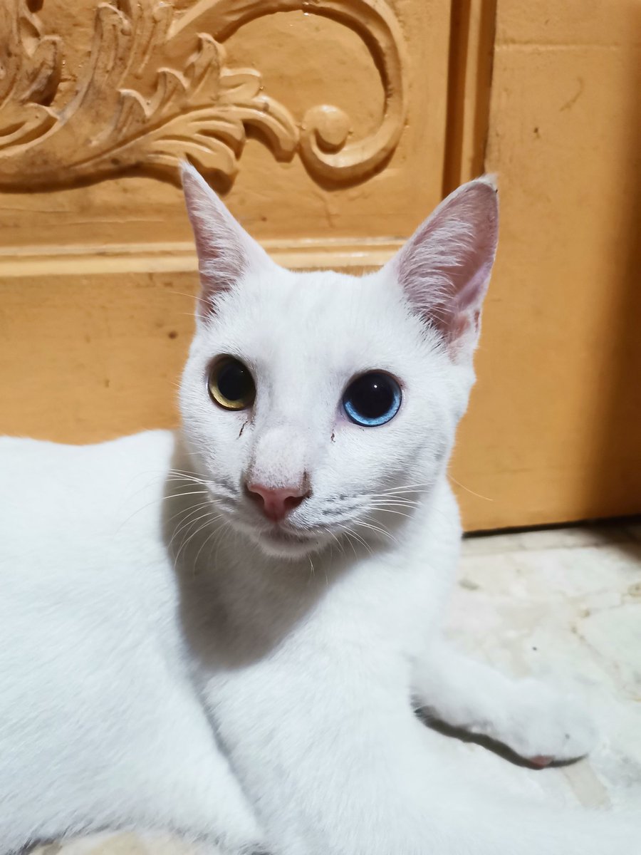 JanineLapus's tweet photo. Cloud, mahal na mahal kita. Hindi ko matanggap na wala ka na sakin.. Mag new year pa naman tapos hindi kita kasama 😭💔 https://t.co/YCLOC5NzRV