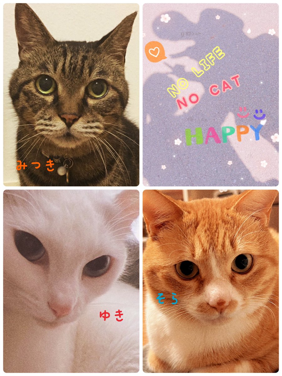 Cat_5607ch's tweet photo. 🐾🏡-我が家の猫様の紹介-🏡🐾
👑🐱みつき  
☆🐱ゆき/🐱そら/🐱はる
☆🐱さくら/🐱ひな/🐱ことは
写真下手ですがいつも我が家の猫ｽﾞを見て頂きありがとうございます🙇‍♂️猫達を通じて全ての繋がり一期一会に感謝ﾃﾞｽ🙏今後もどうぞよろしくお願いします♪#猫好きな人と繋がりたい #catlovers #cats https://t.co/Dw48QAOZJX