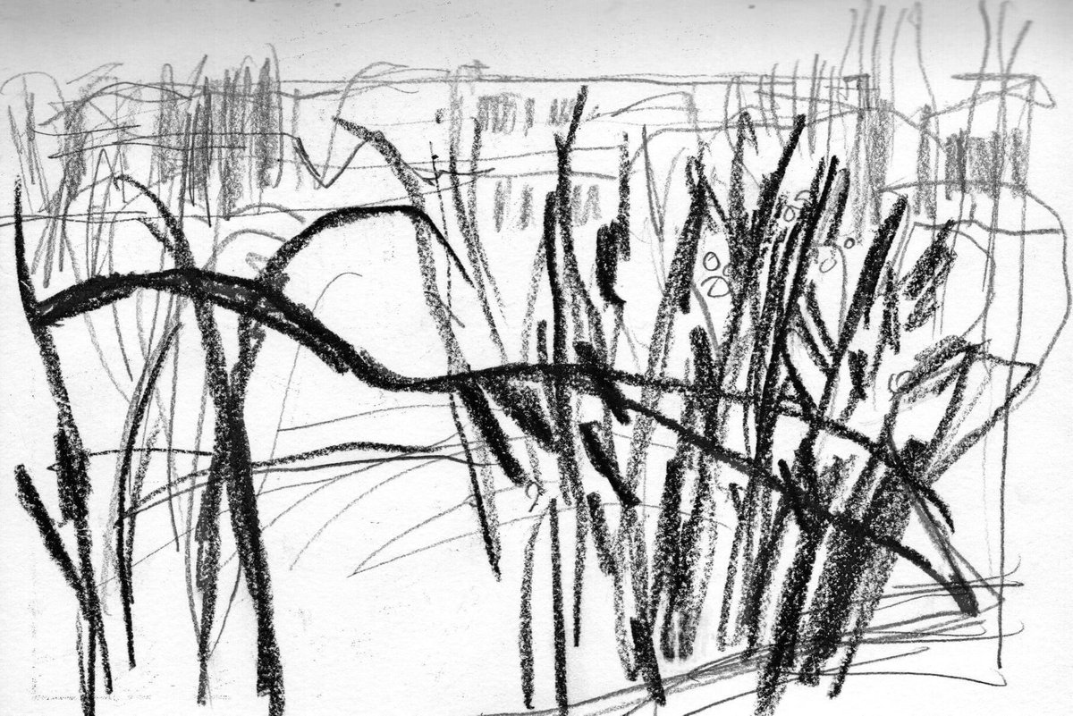 foxhelna's tweet photo. Allotment sketches https://t.co/sGTwSKP7CB
