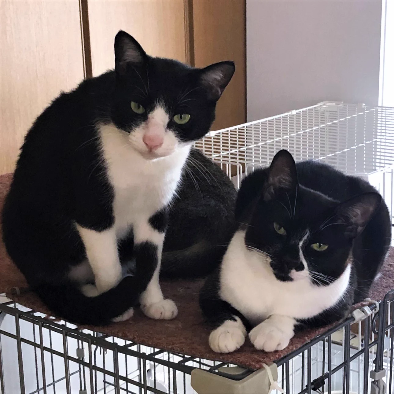 縁起の悪い動物なんていない！白足袋犬はとってもかわいい！