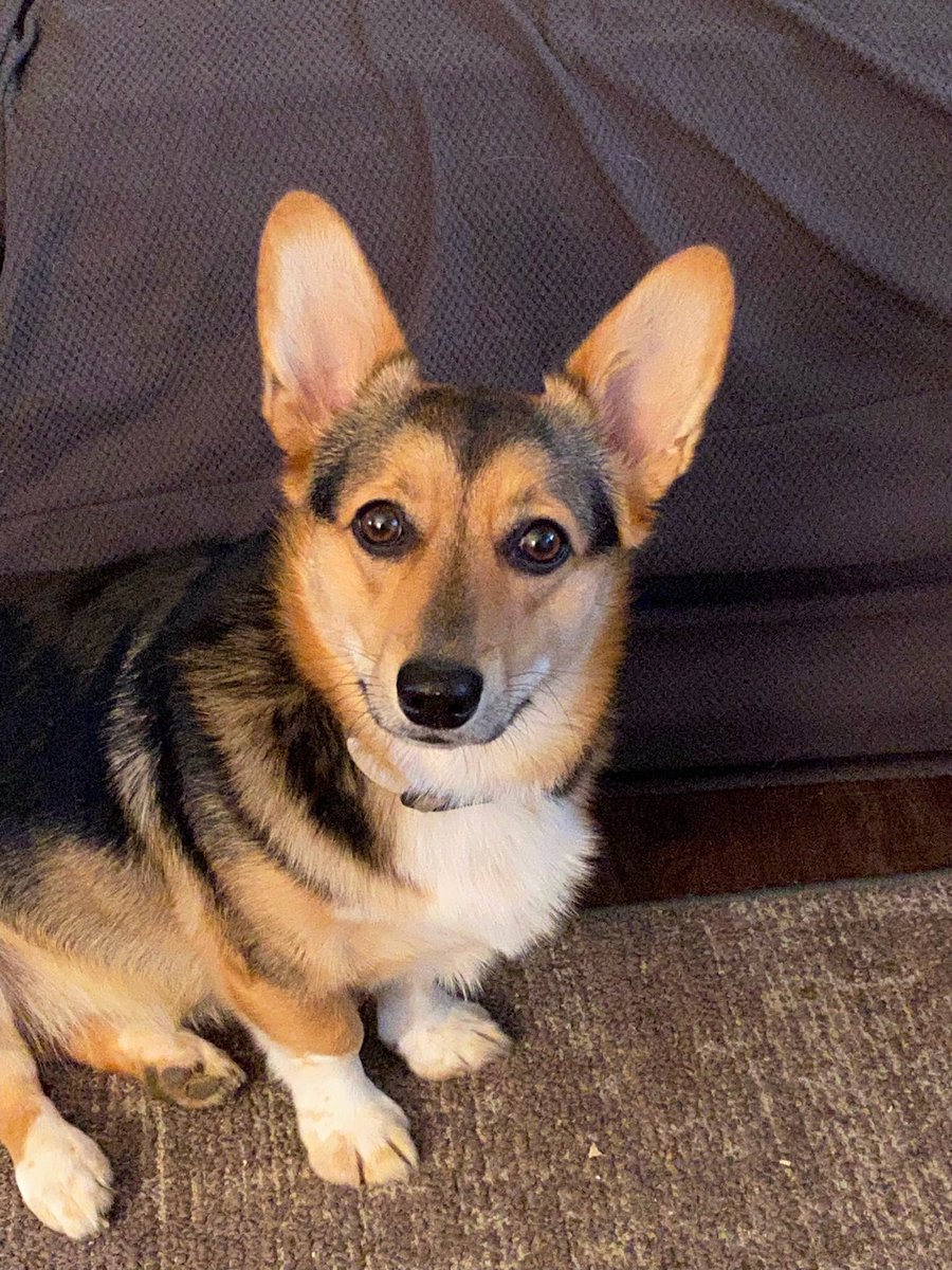 ByromBeverly's tweet photo. @kelly_rdc Corgi. https://t.co/BPcY8UA5FE