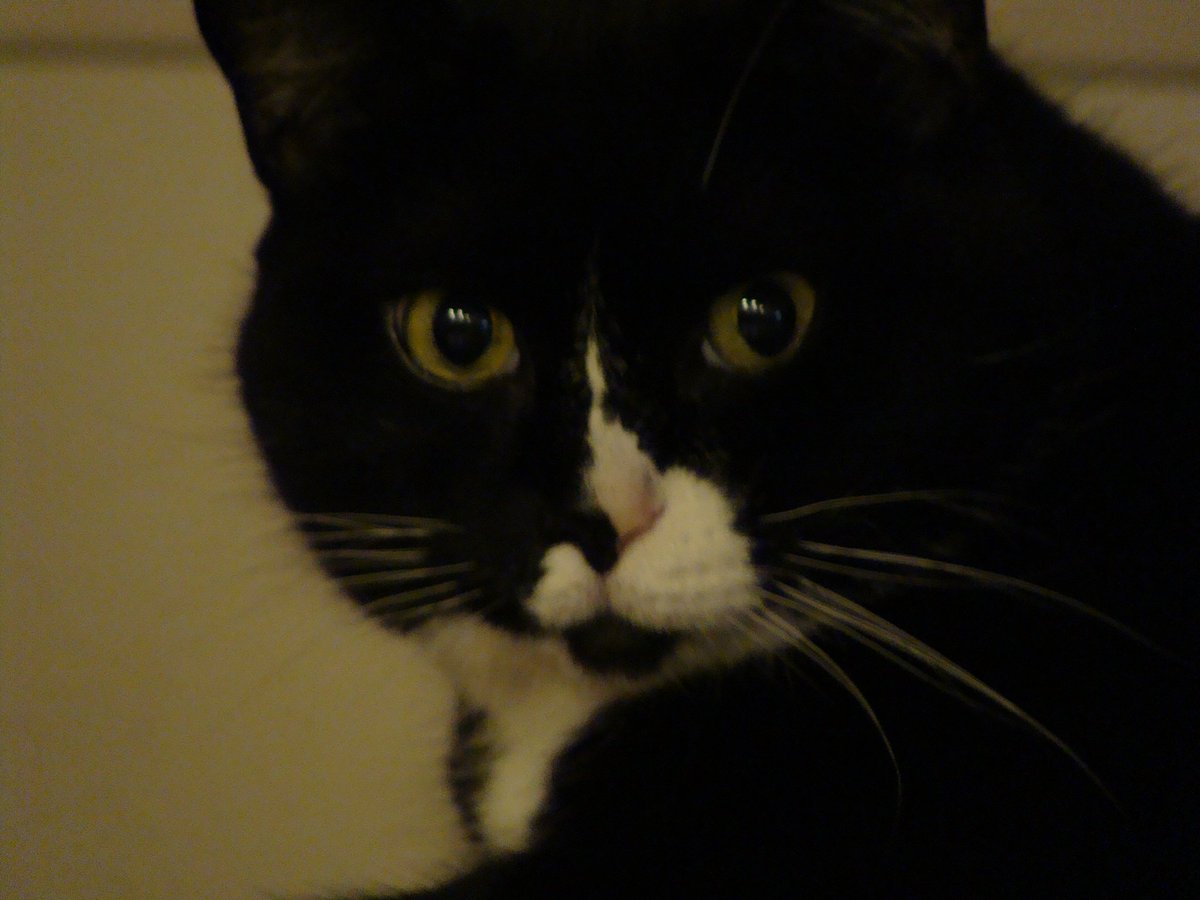 Anipals, Rosie the tuxedo cat here.  After 17 and a half years on Earth, I crossed over Rainbow Bridge today.  I’m on the other side now.   I’ll miss you all, but I know we’ll see each other again!  Take care friends!