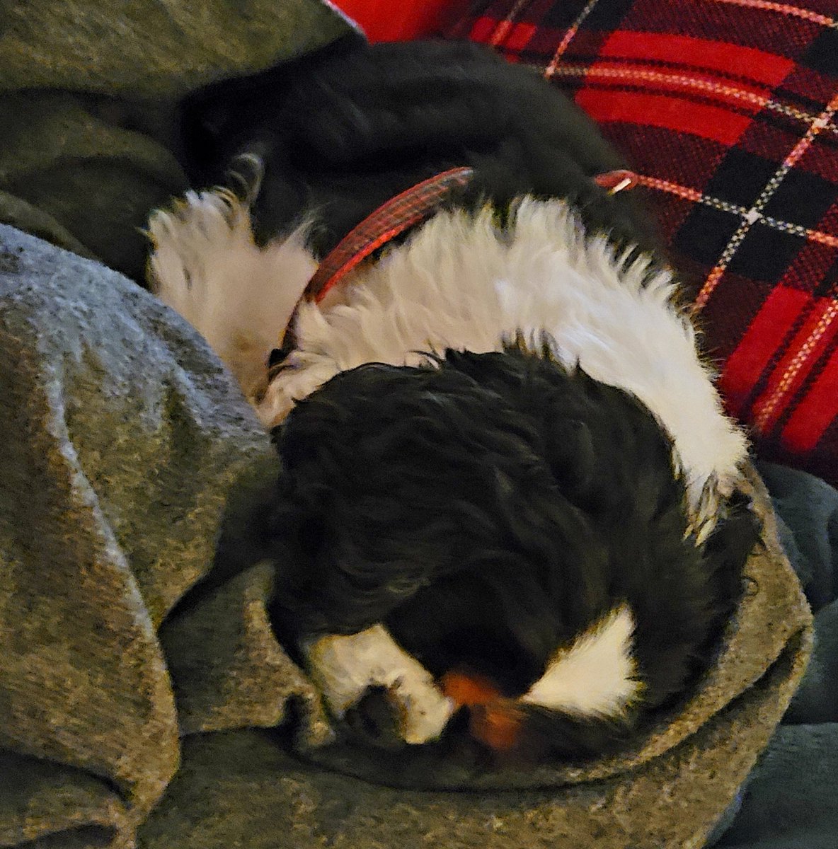 heddhorse's tweet photo. Find your comfort in 2022. Pippa will. And so should you. #2022NewYear #2022Goals #2022 https://t.co/1S3Neg6OzC