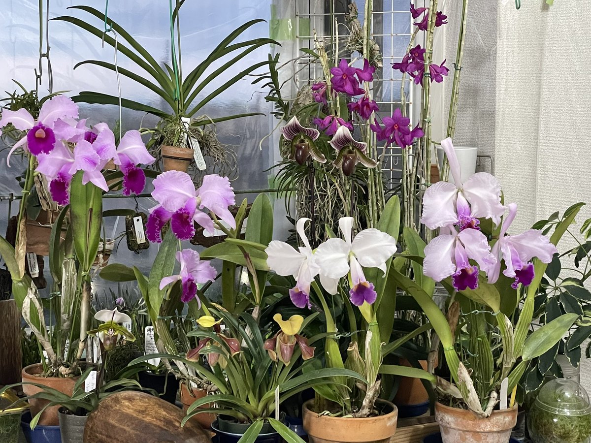 MinoruTomisawa's tweet image. C.trianae 中心に我が家の開花中の蘭たちです。
#蘭友会 
#orchids